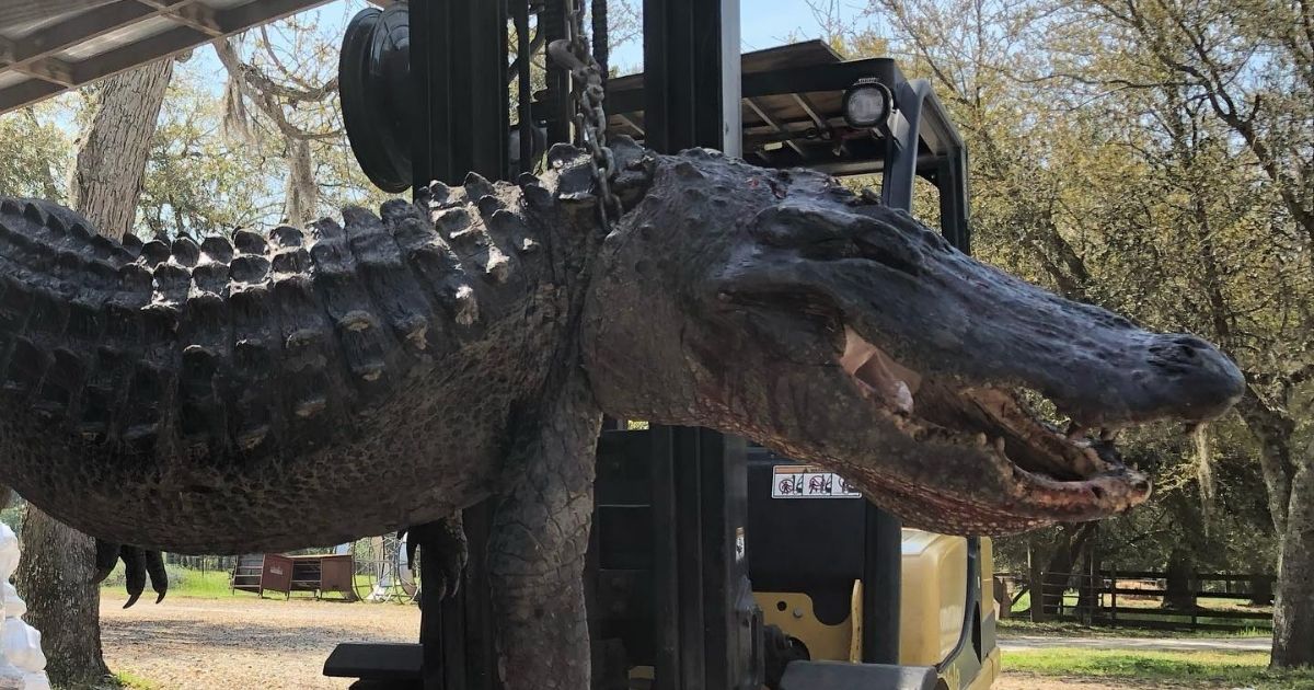 An alligator found in Charleston County, South Carolina, is pictured above.