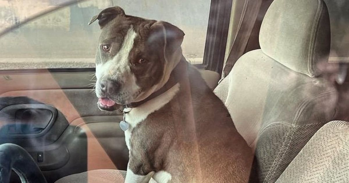 Astro, a pit bull who recently saved his owner's life, sits in a car.