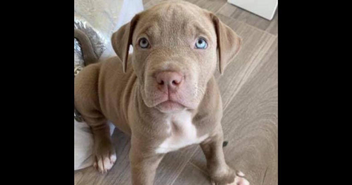 Cairo, a 9-week-old American Bulldog puppy, was stolen from his home in Glasgow and found alive on the side of a road two days later.