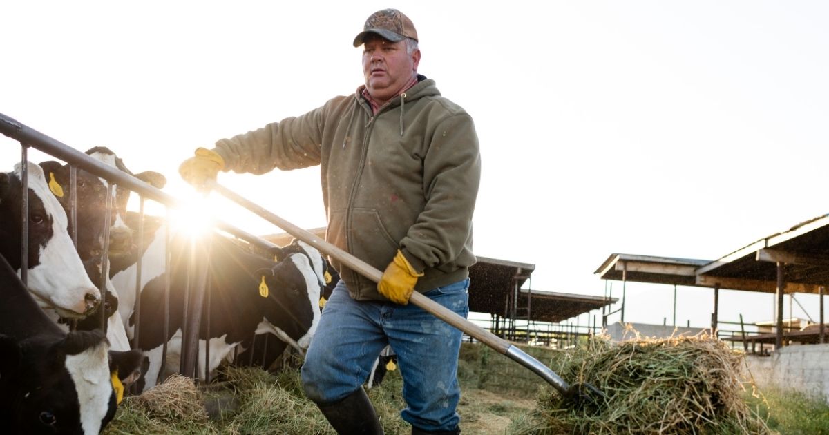 A dairy farmer takes care of his cows in the stock image above.