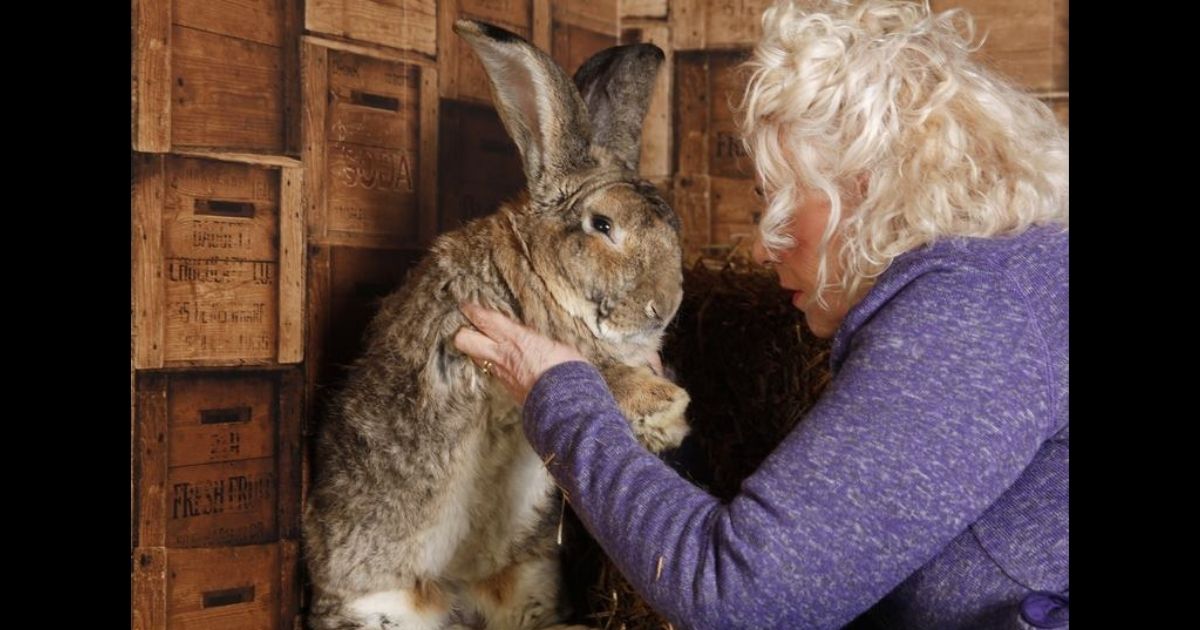 Annette Edwards holds up one of her giant breed rabbits. She believes that one of her award-winning bunnies, Darius, has been stolen.