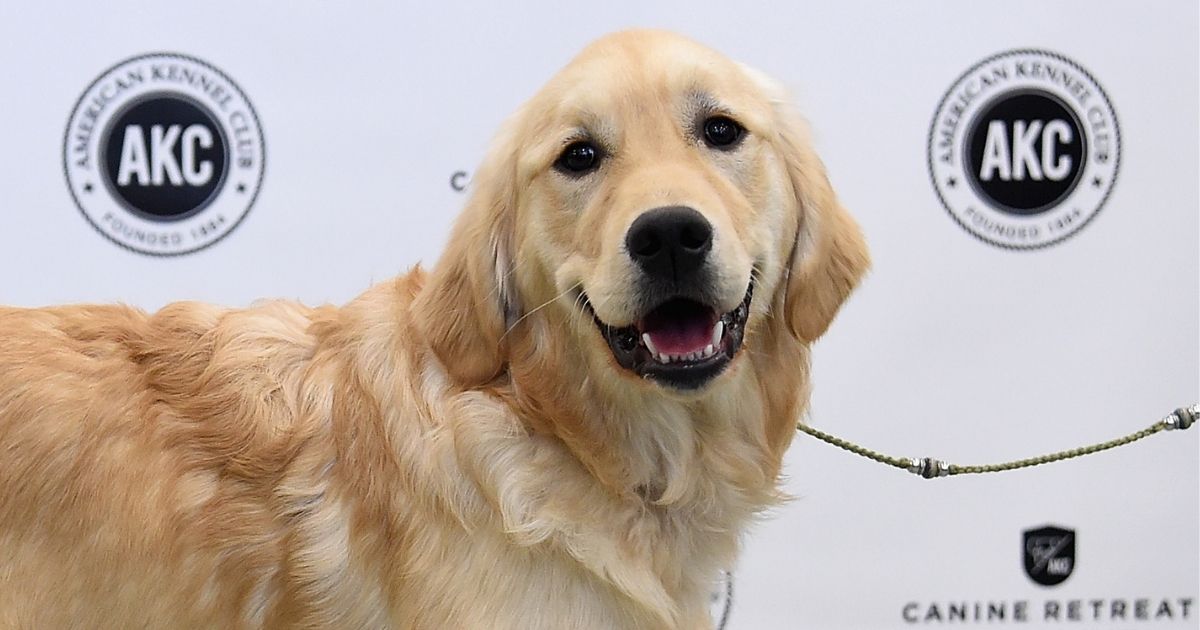 A golden retriever is shown at the American Kennel Club Canine Retreat in New York City on March 21, 2017.