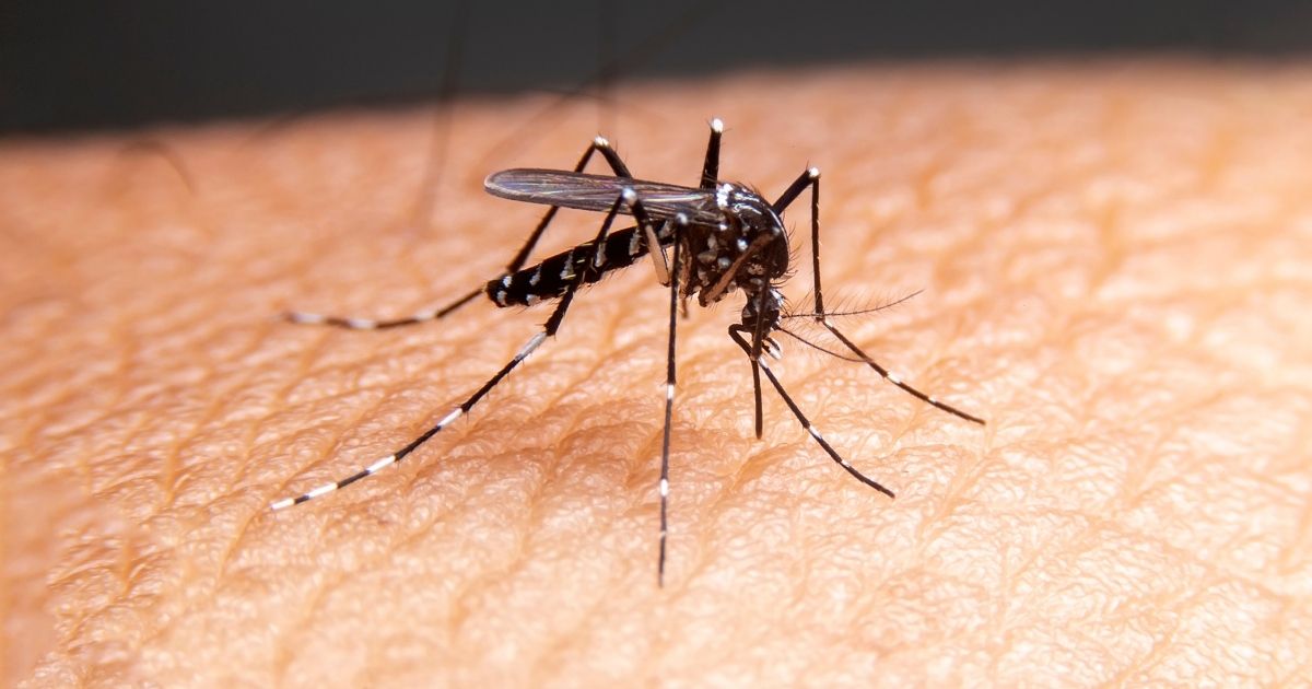 A mosquito is pictured on human skin in the stock image above.