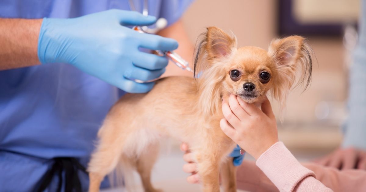 A veterinarian gives a Chihuahua a vaccine shot during the dog's annual check-up. Russia has registered the Carnivak-Cov vaccine to fight the novel coronavirus in animals, and the United States reportedly is among the nations interested in the vaccine.