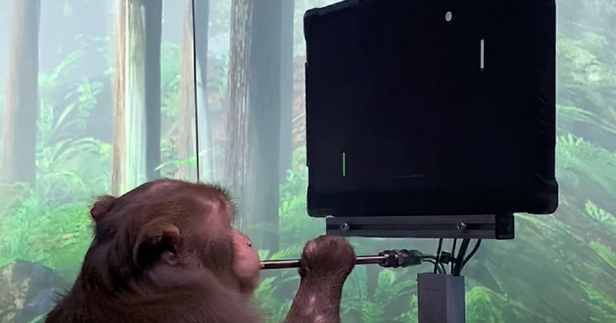 A monkey plays a video game via brain chip in this picture posted on social media by Elon Musk through his Neuralink Corp. on April 8, 2021.