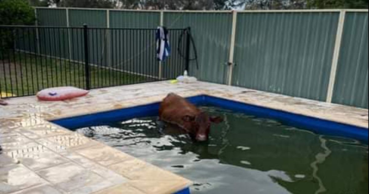 A 660-pound cow makes itself at home in a backyard pool in New South Wales before being moo-ved by first responders on April 3, 2021.