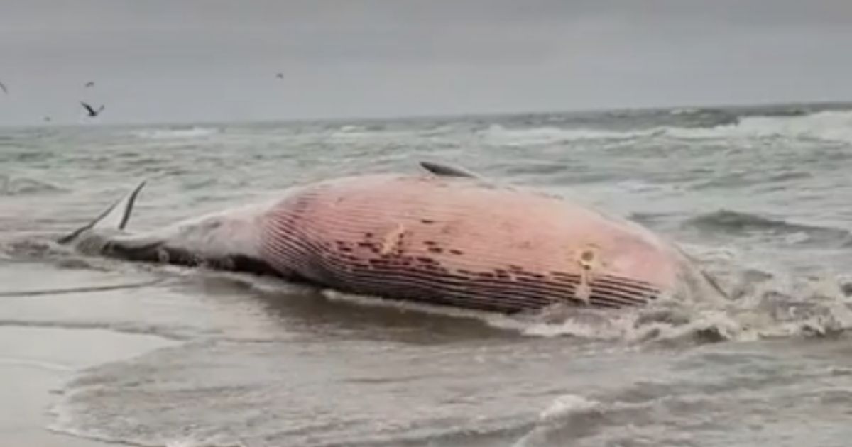 The dead fin whale that washed up on Fort Funston Friday night.