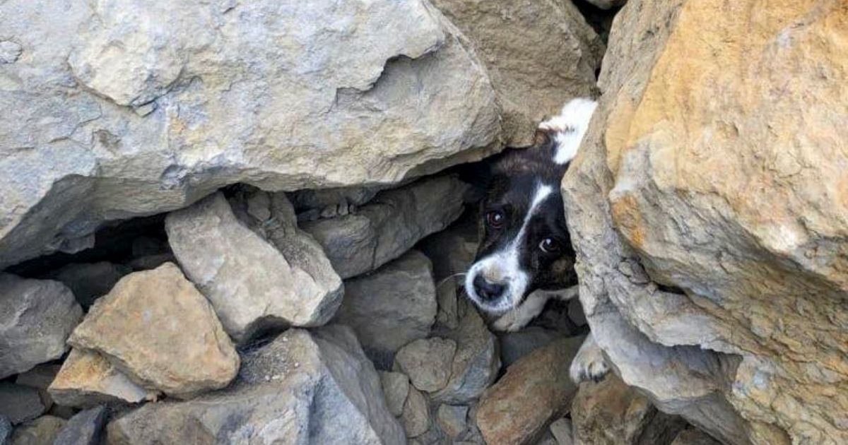 Murphy, a dog who'd been lost for three days, was found with his leg pinned by a rock.