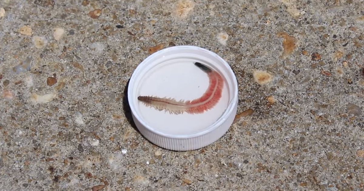 Just as crowds of beachgoers began to return to their pristine coastline, they were subject to the annual invasion of clamworms, which look more like demonic centipedes than worms.