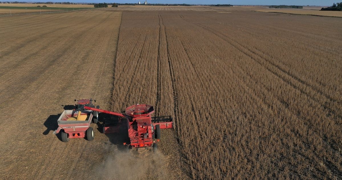 A combine harvests soybeans in a field at the Bardole and Sons farm in Rippey, Iowa, on Oct. 14, 2019.