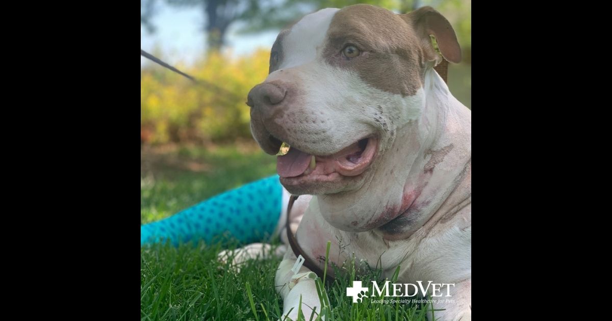 Kevin, the dog who was shot six times but survived, thanks to the police who found him and took him to MedVet Northern Virginia.