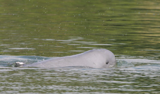 A Mekong River dolphin appears on the Mekong River at Kampi village, Cambodia, on March 17, 2009.