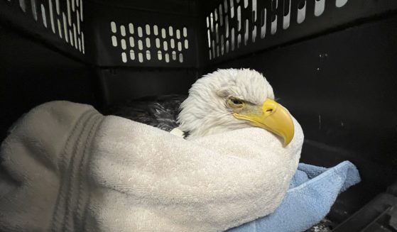 A bald eagle likely poisoned by scavenging the carcasses of euthanized animals that were improperly disposed of at a Minnesota landfill is seen at the University of Minnesota Raptor Center, in Minneapolis.