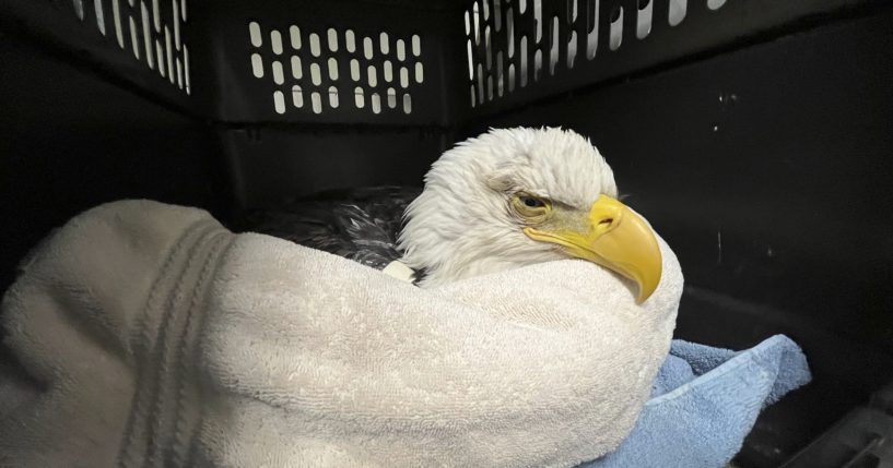 A bald eagle likely poisoned by scavenging the carcasses of euthanized animals that were improperly disposed of at a Minnesota landfill is seen at the University of Minnesota Raptor Center, in Minneapolis.