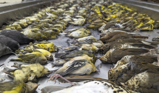 In this image provided by the Chicago Field Museum, the bodies of migrating birds are displayed at the museum on Thursday. The birds were killed when they flew into the windows of the McCormick Place Lakeside Center.