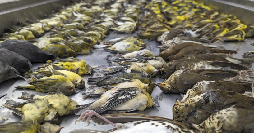 In this image provided by the Chicago Field Museum, the bodies of migrating birds are displayed at the museum on Thursday. The birds were killed when they flew into the windows of the McCormick Place Lakeside Center.