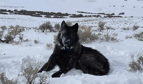 A female wolf pup is seen in North Park, Colorado, in February 2022.