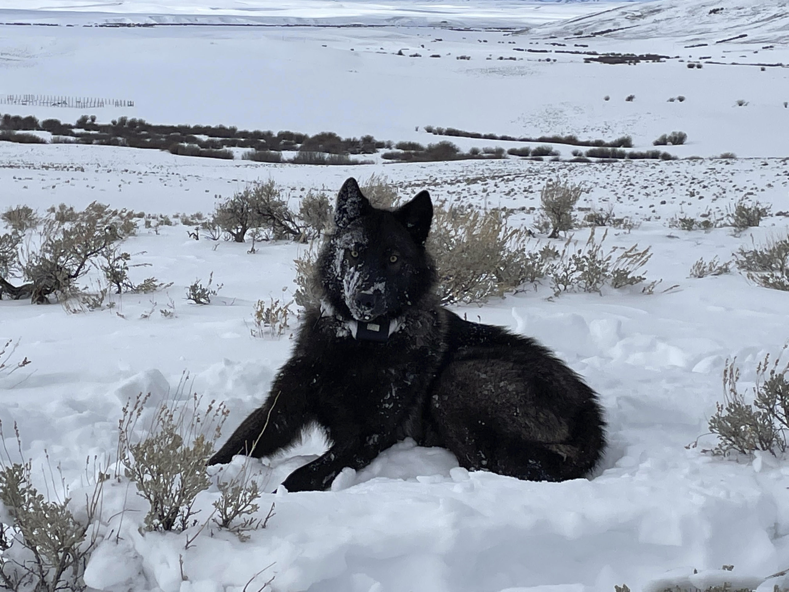 A female wolf pup is seen in North Park, Colorado, in February 2022.