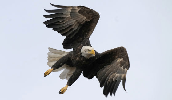 A bald eagle flies over Loess Bluff National Wildlife Refuge in Mound City, Montana, on Dec. 24, 2021.