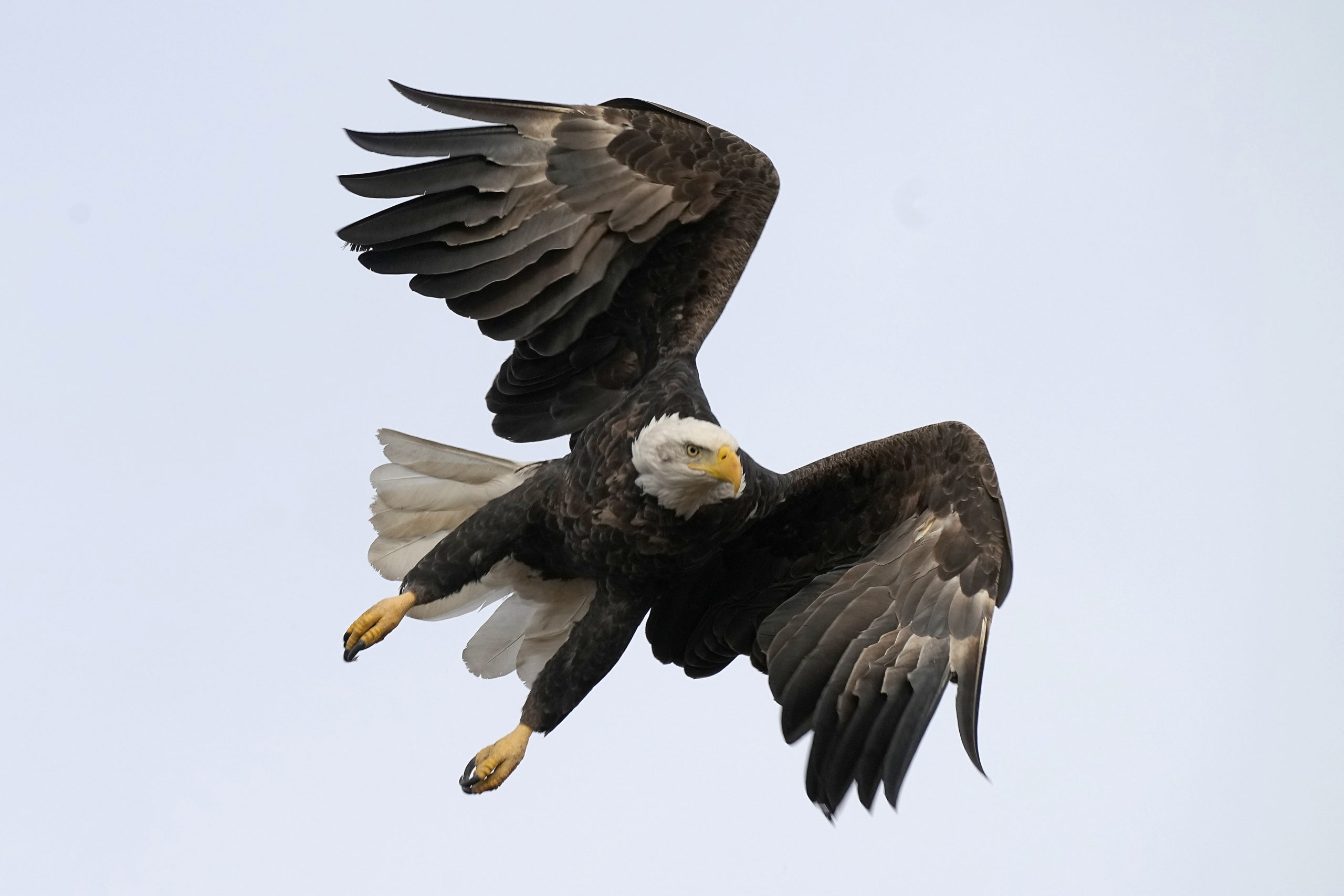 A bald eagle flies over Loess Bluff National Wildlife Refuge in Mound City, Montana, on Dec. 24, 2021.