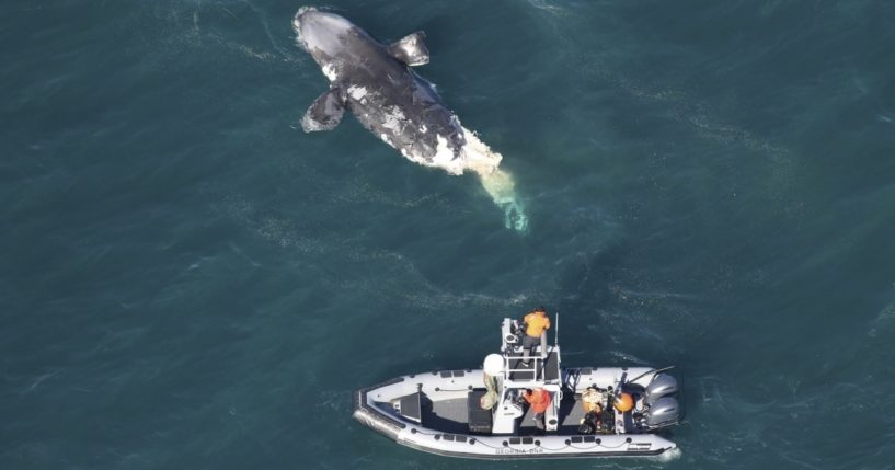 A Department of Natural Resources boat crew assesses a dead right whale off the Georgia coast this week.