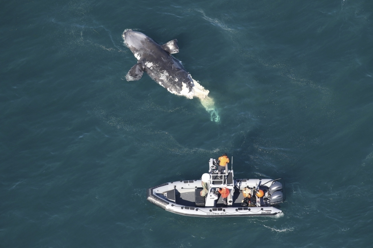 A Department of Natural Resources boat crew assesses a dead right whale off the Georgia coast this week.