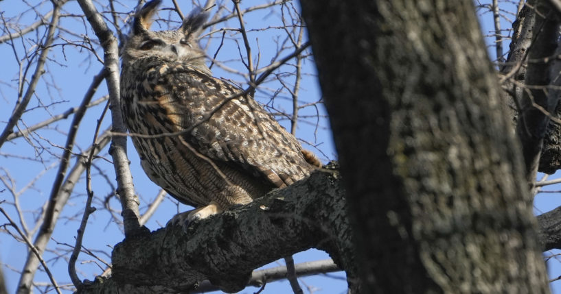 Flaco, a Eurasian eagle-owl, sits in a tree in New York City's Central Park on Feb. 6, 2023.