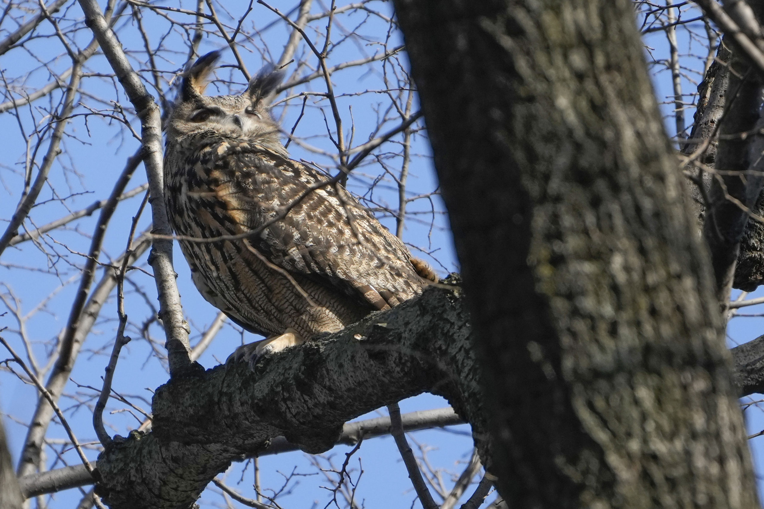 Flaco, a Eurasian eagle-owl, sits in a tree in New York City's Central Park on Feb. 6, 2023.