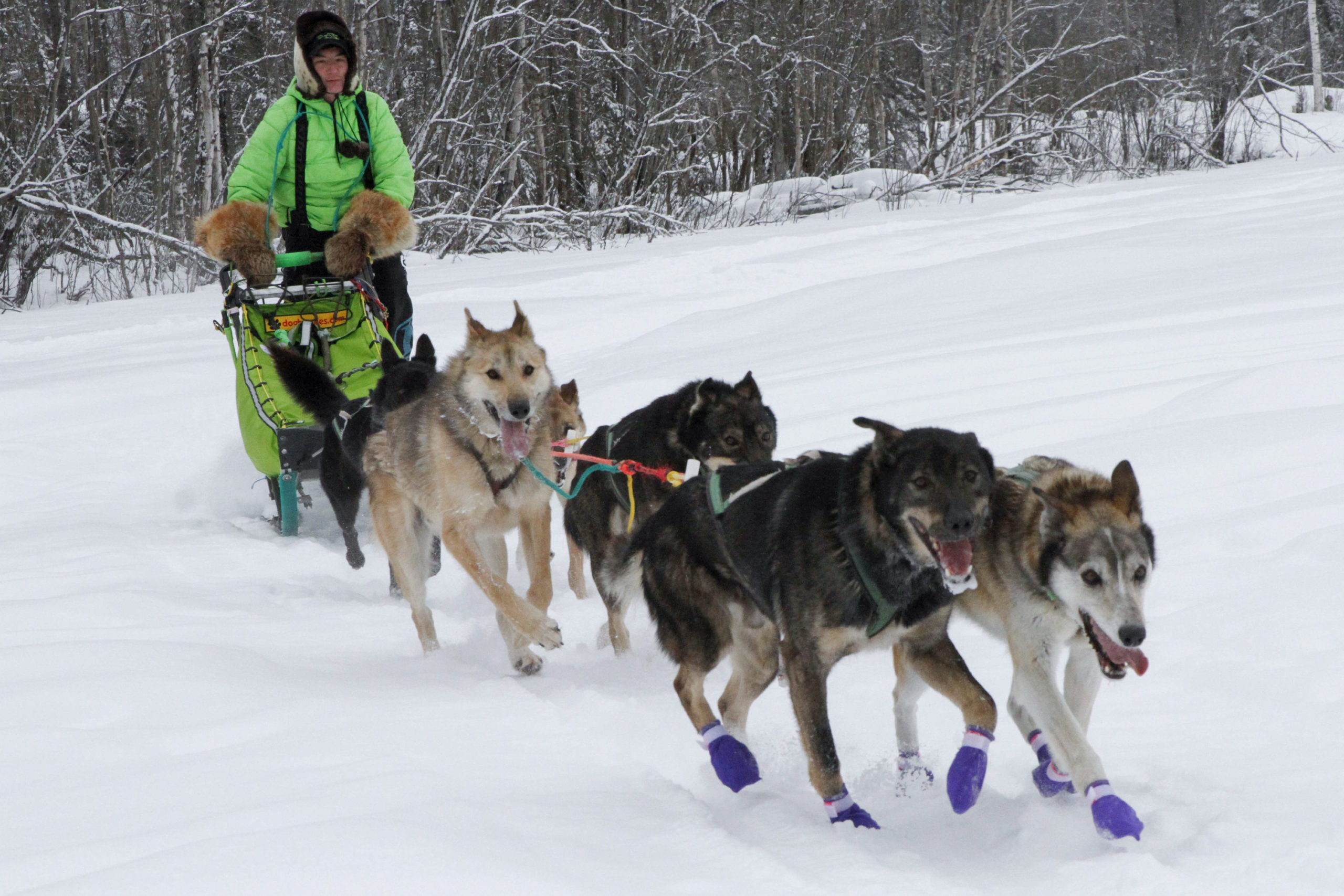 Ryan Redington, the defending Iditarod Trail Sled Dog champion, takes some of his dogs on a training run Feb. 26, in Knik, Alaska.