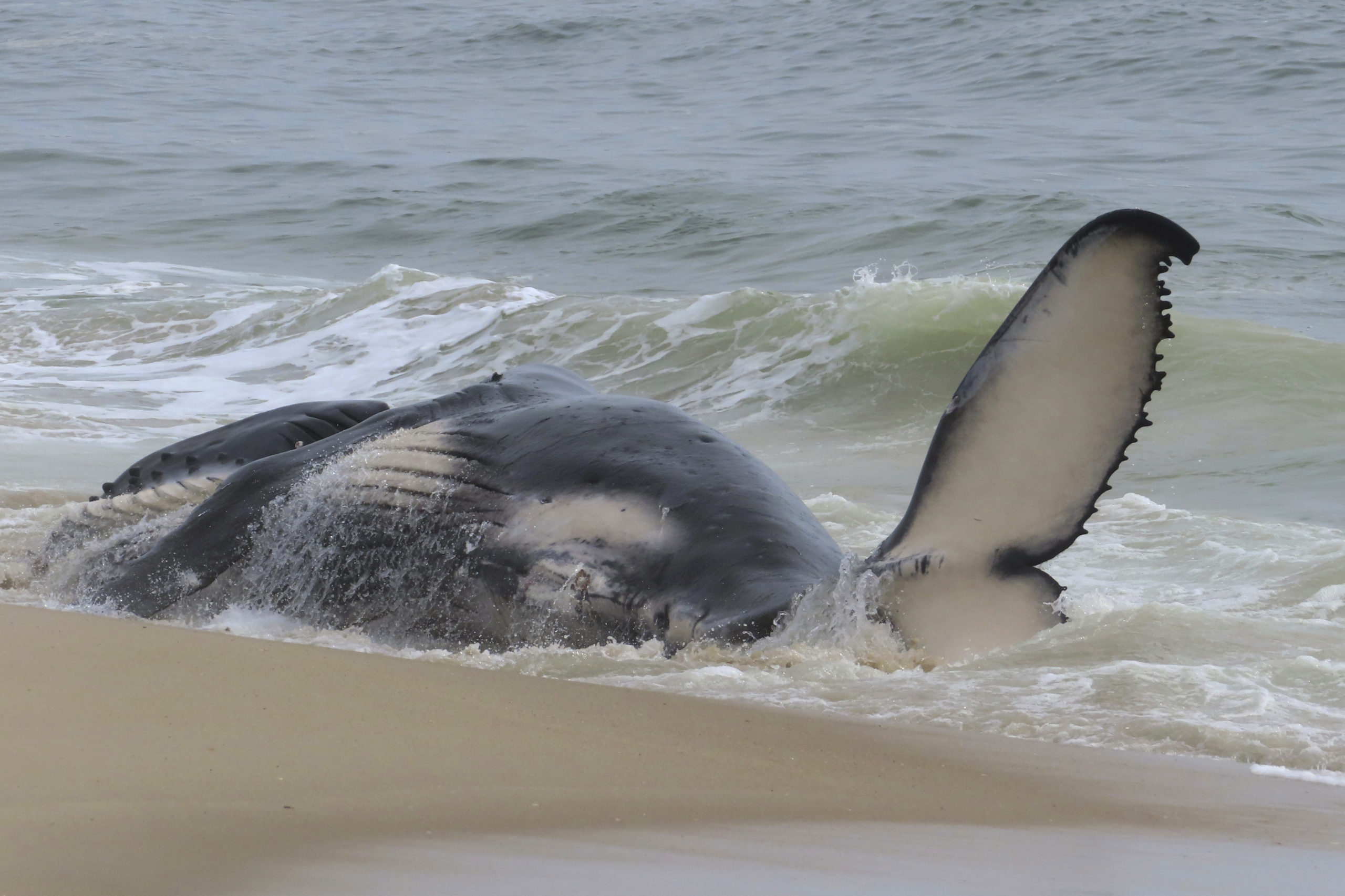 A dead humpback whale rolls in the surf Thursday on New Jersey's Long Beach Island. On Friday, a marine animal rescue group that examined the animal said it had suffered several blunt-force injuries.