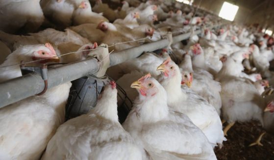 Chickens gather around a feeder at a farm on August 9, 2014, in Osage, Iowa.