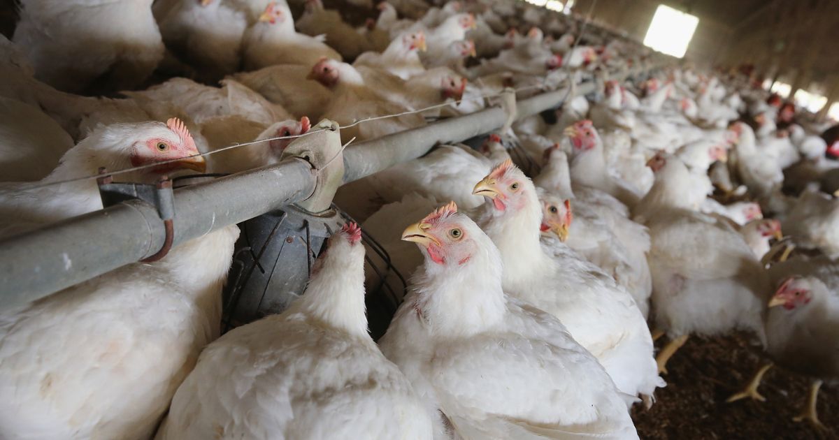 Chickens gather around a feeder at a farm on August 9, 2014, in Osage, Iowa.