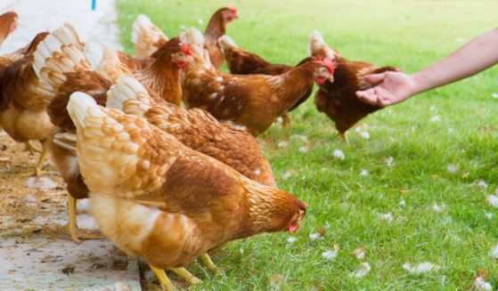 An undated stock photo shows a person reaching out to chickens in a yard.