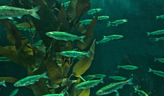 A stock photo shows immature Chinook salmon.