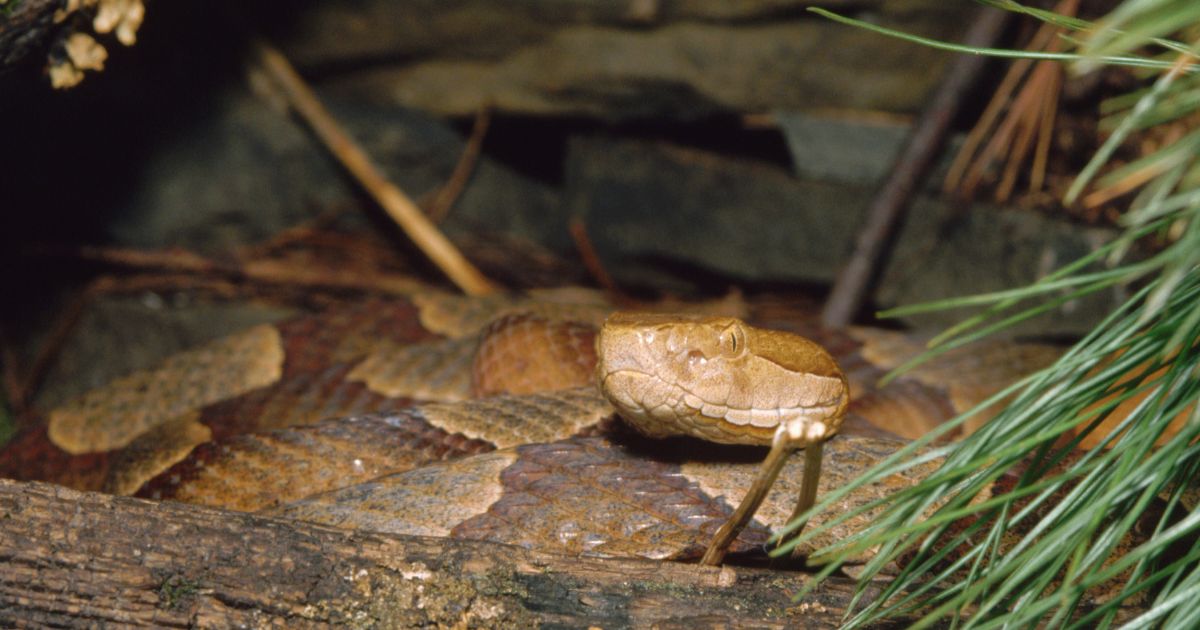 A copperhead snake sits under some brush.