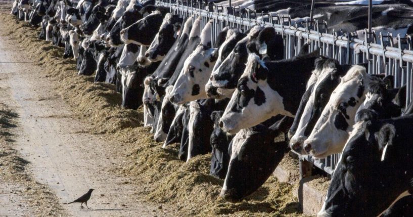 A bird watches as dairy cattle feed at a farm near Vado, New Mexico, on March 31, 2017.