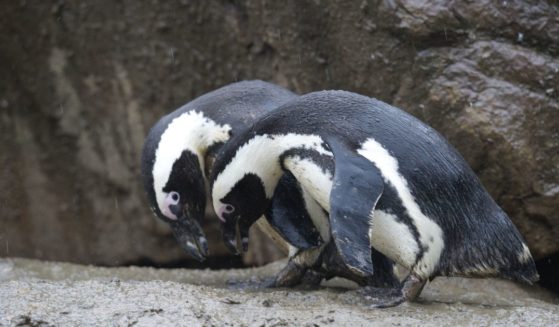 Two penguins stand in their enclosure at the Zoologischer Garten Zoo in Berlin on on Jan. 4, 2013.