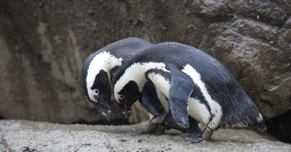Two penguins stand in their enclosure at the Zoologischer Garten Zoo in Berlin on on Jan. 4, 2013.