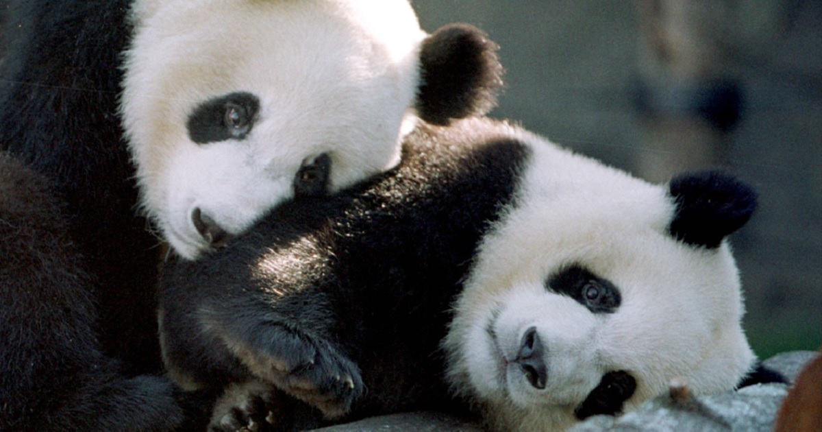 Giant pandas Yang Yang, left, and Lun Lun are pictured in a 1999 file photo in their then-new home Zoo Atlanta. The pandas, along with two offspring born in Atlanta in 2016, are returning to China at the expiration of a 25-year-loan agreement.