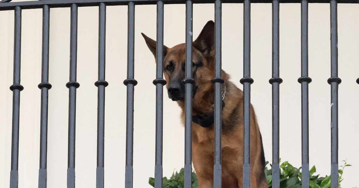 President Joe Biden's dog Commander is seen sitting on the Truman Balcony at the White House in Washington, D.C., in a file photo from September 2023.