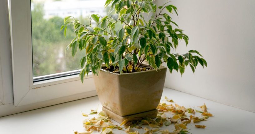 This image shows an indoor plant sitting on the window seal and losing it's dead yellow leaves.