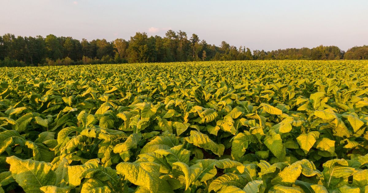 A stock photo shows a tobacco field in North Carolina.