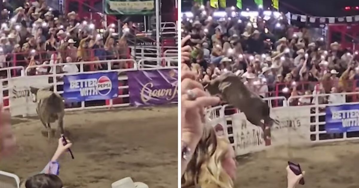 These YouTube screen shots show a bull leaping into a crowd at Sisters Rodeo in Oregon on June 9, 2024.